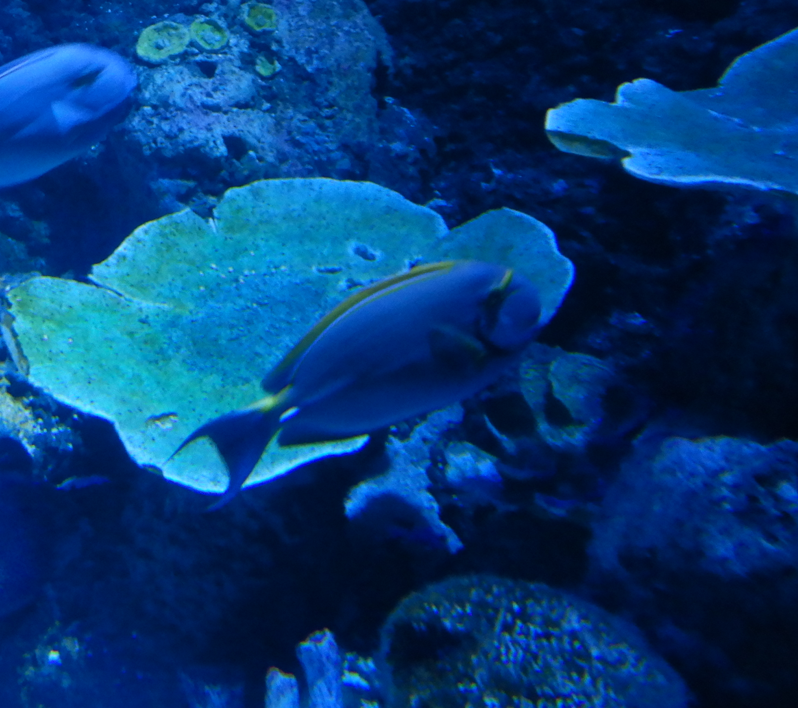 Pencil Surgeonfish