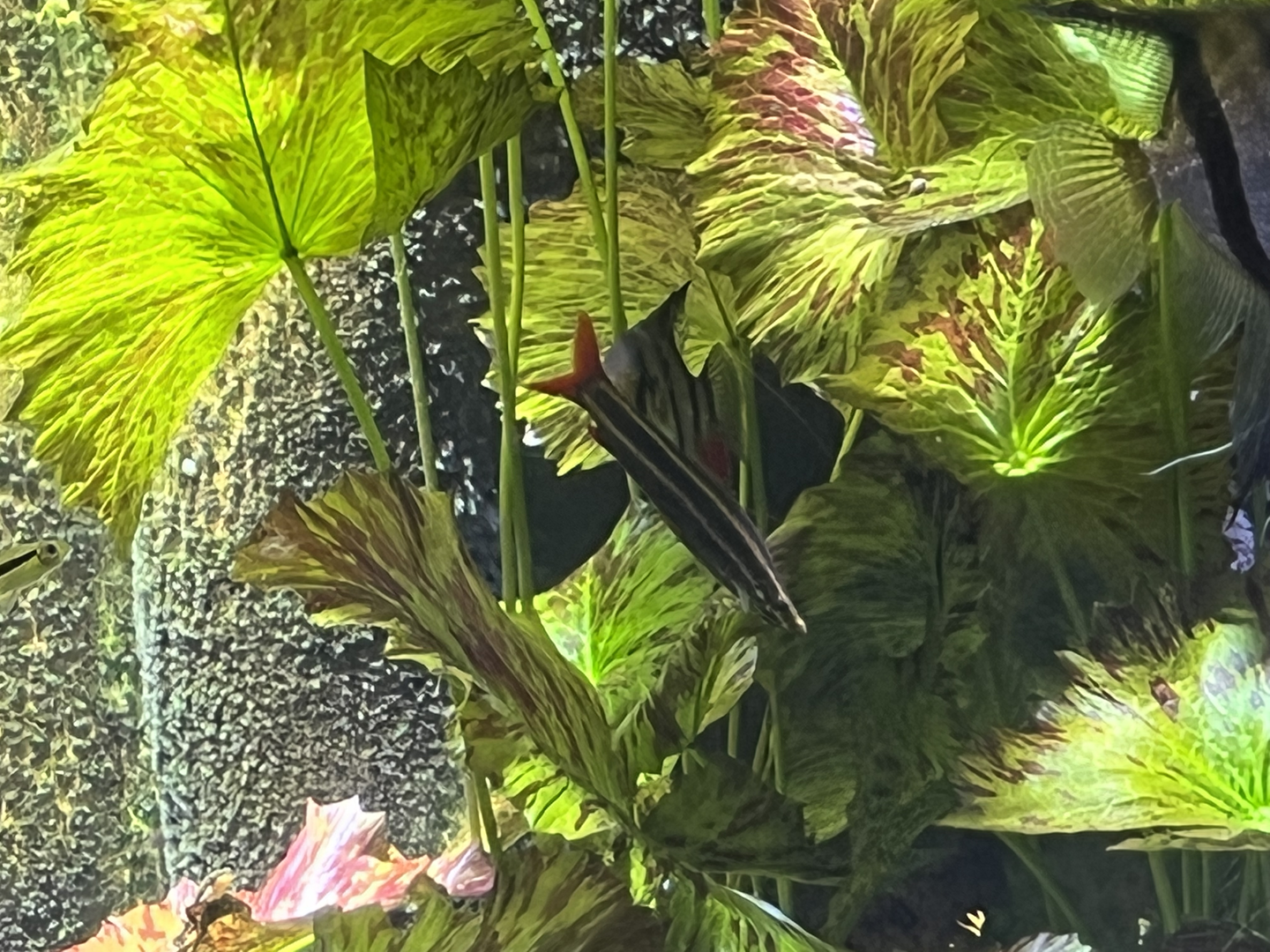 Pencilfish ID?