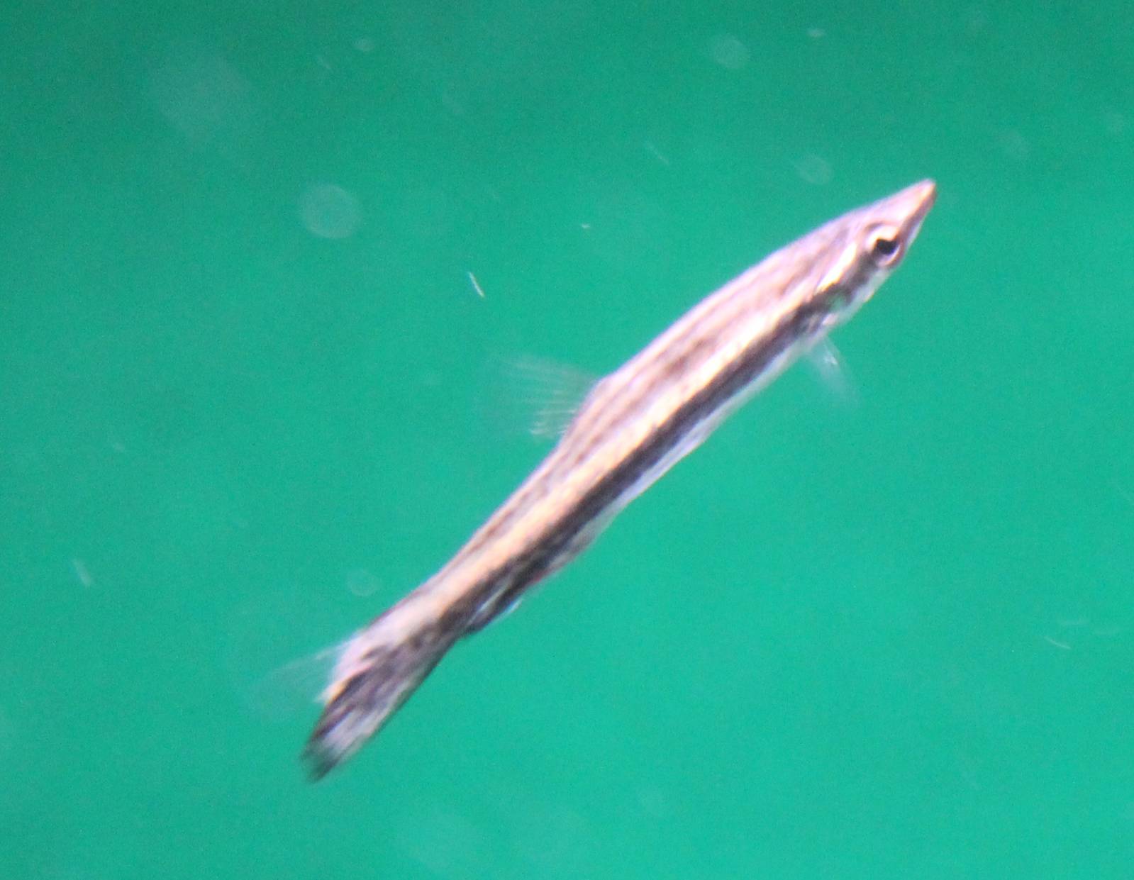 Pencilfish - Nannostomus eques