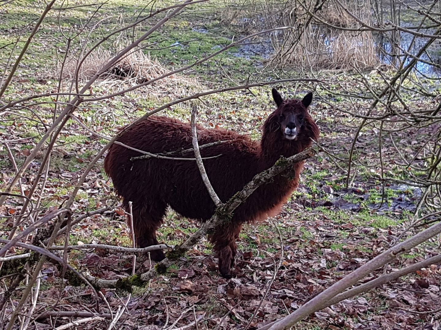 Penelope (Alpaca)