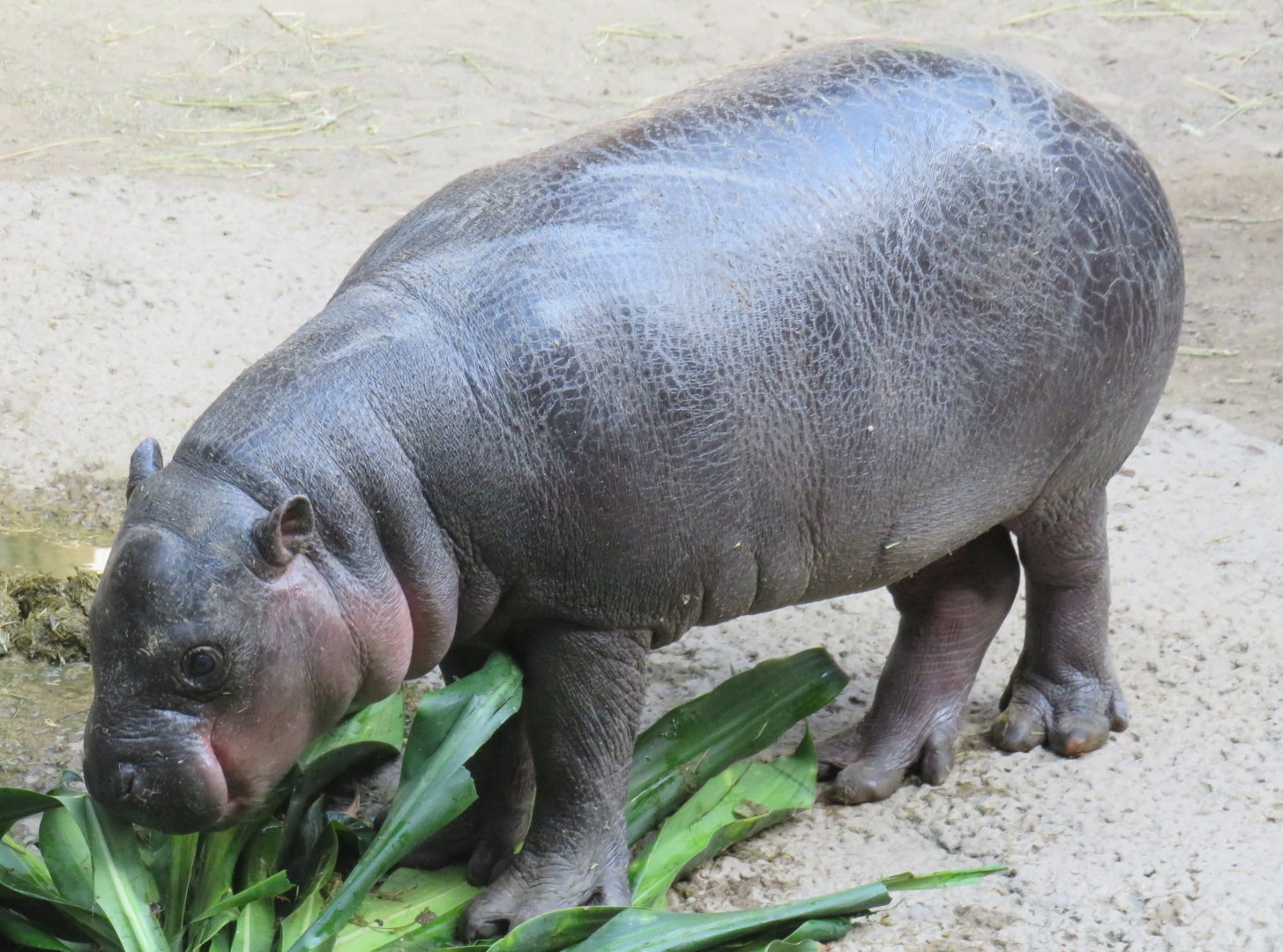 Penelope (baby pygmy hippo)