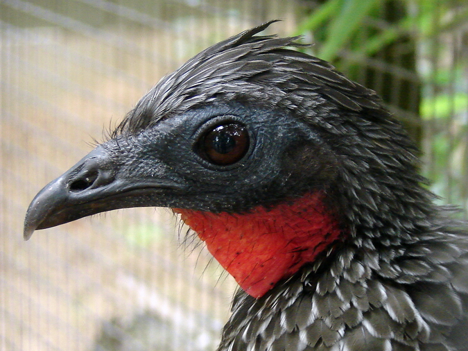 Penelope jacquacu / Spix's guan