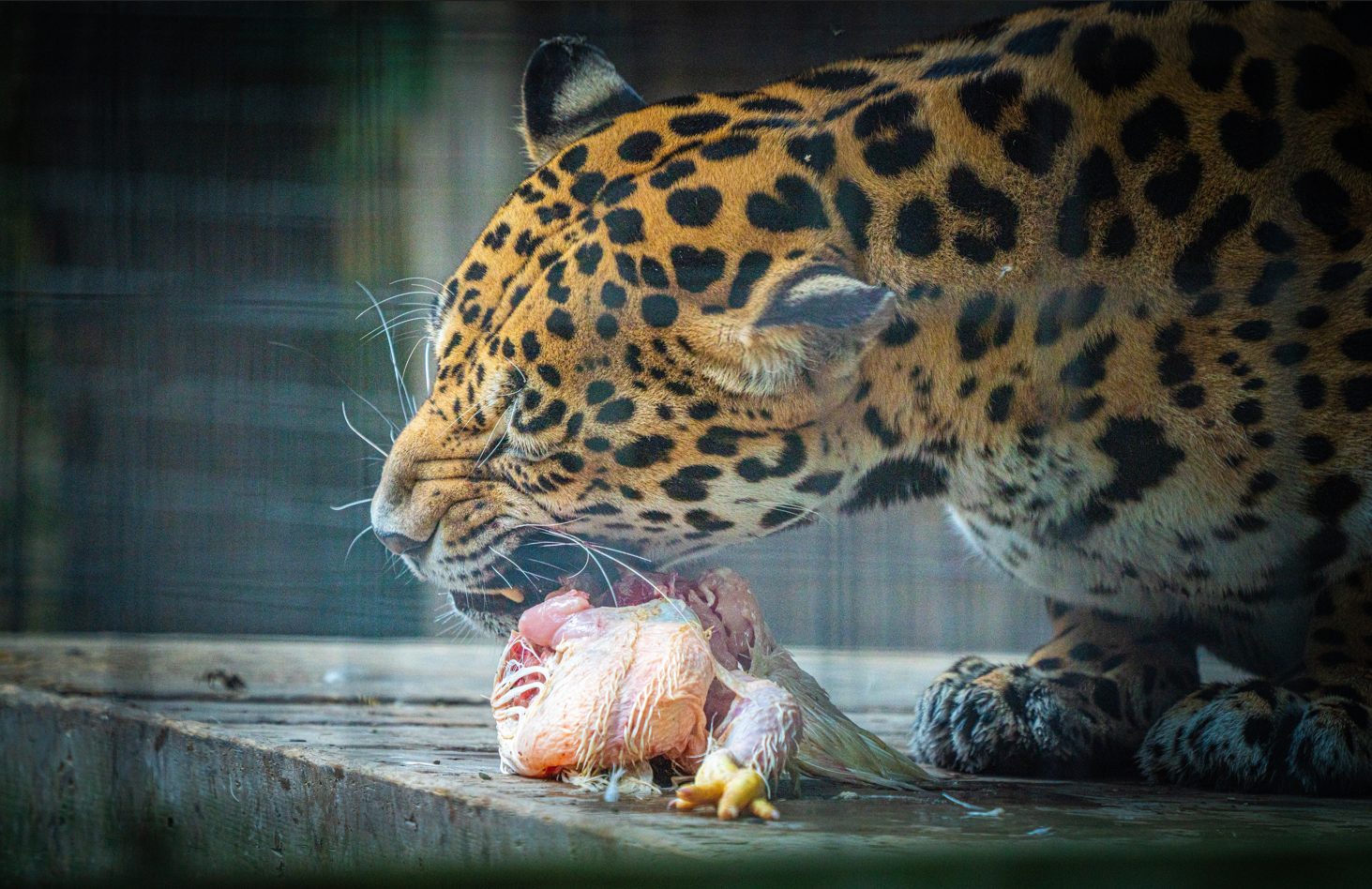 Penelope the female Jaguar