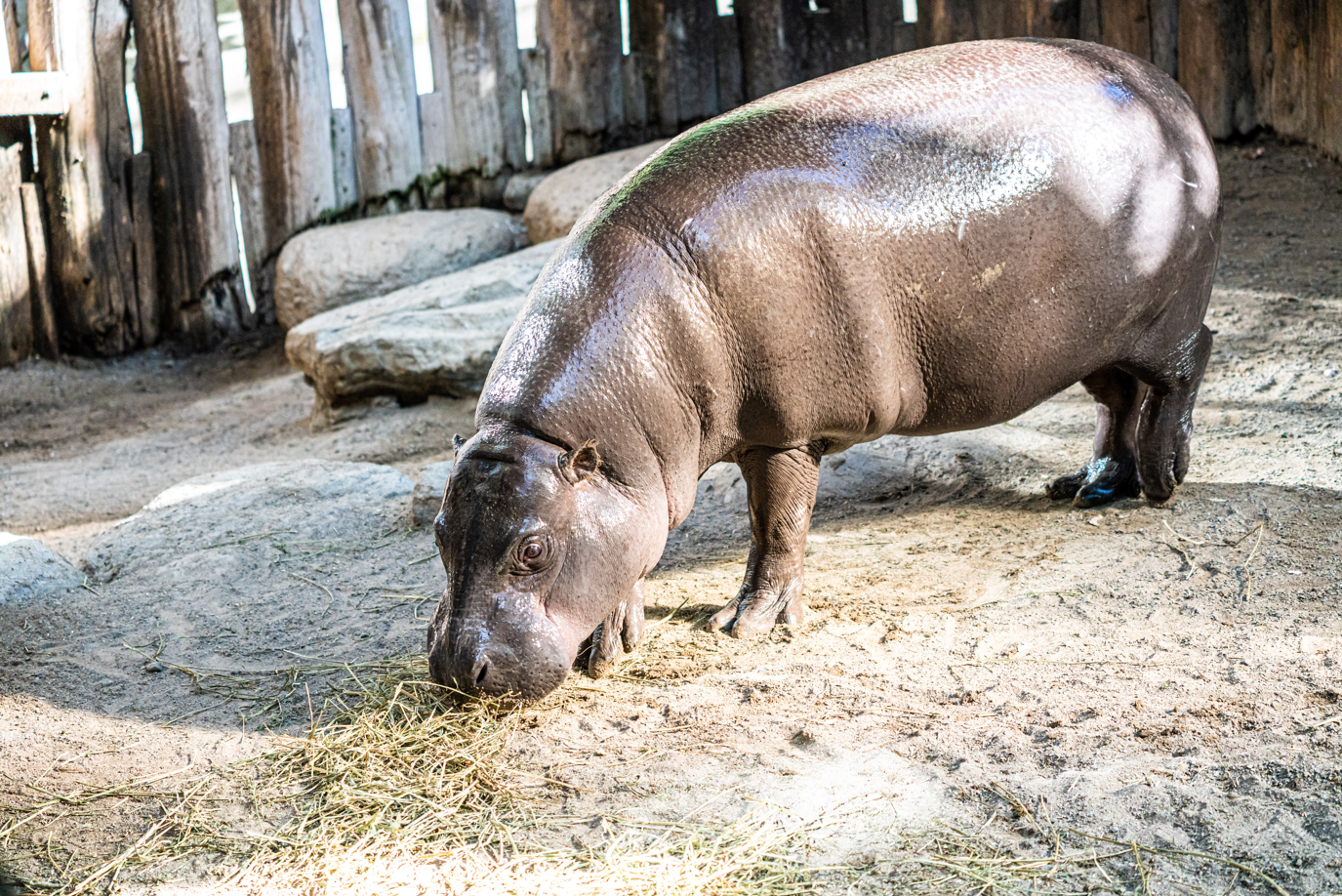 Penelope the female Pygmy Hippo