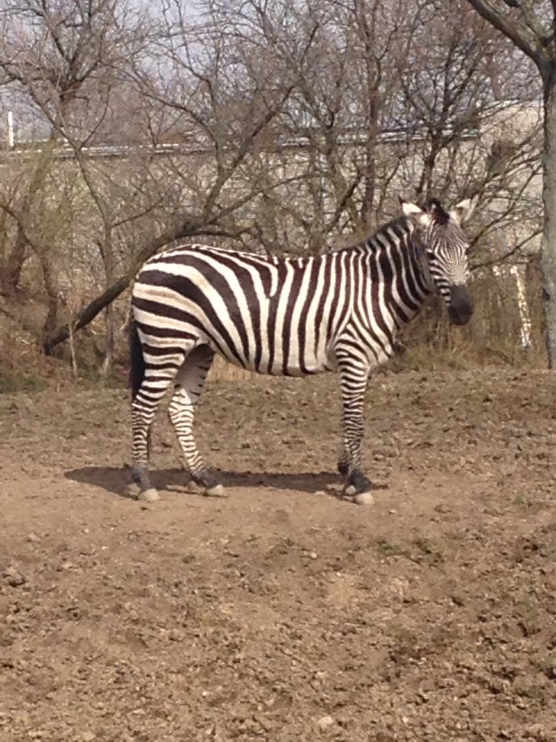Penelope the Zebra
