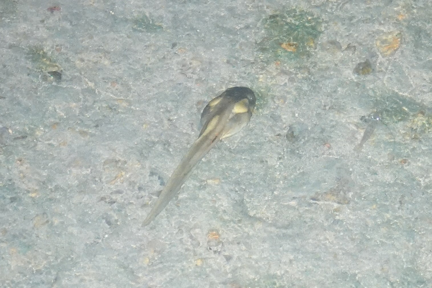 Penelope's Hill Frog