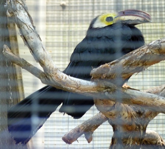 Penelopides exarhatus