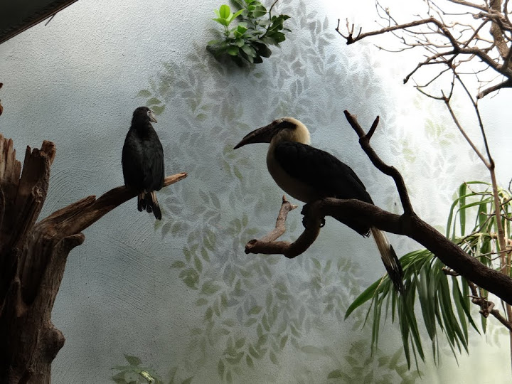 Penelopides panini panini