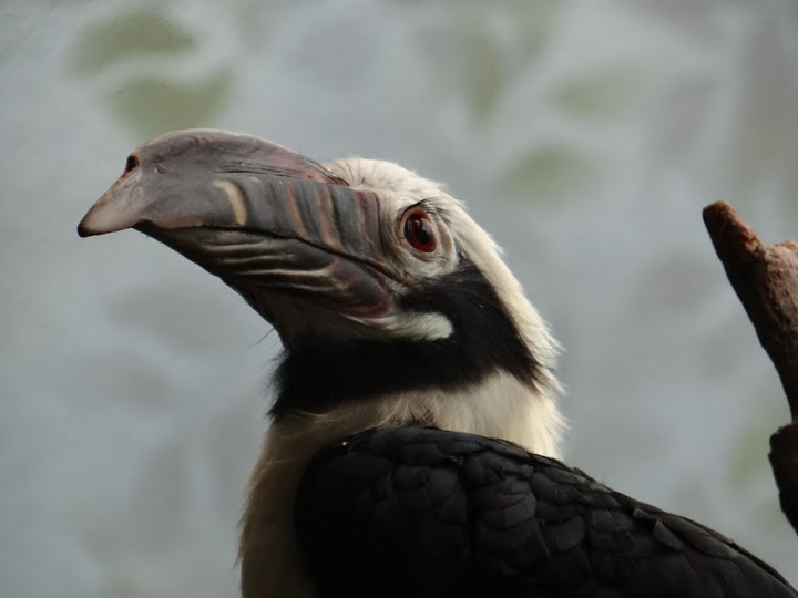 Penelopides panini panini
