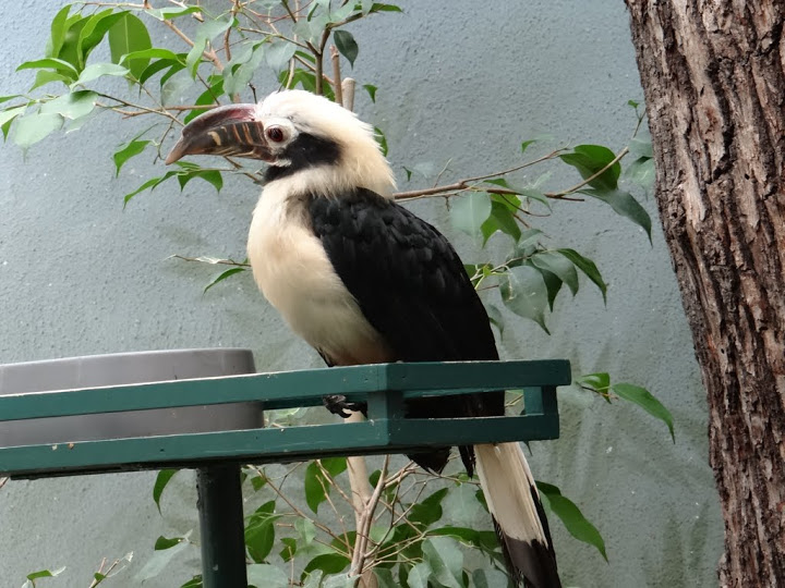 Penelopides panini panini