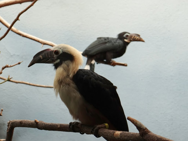 Penelopides panini panini