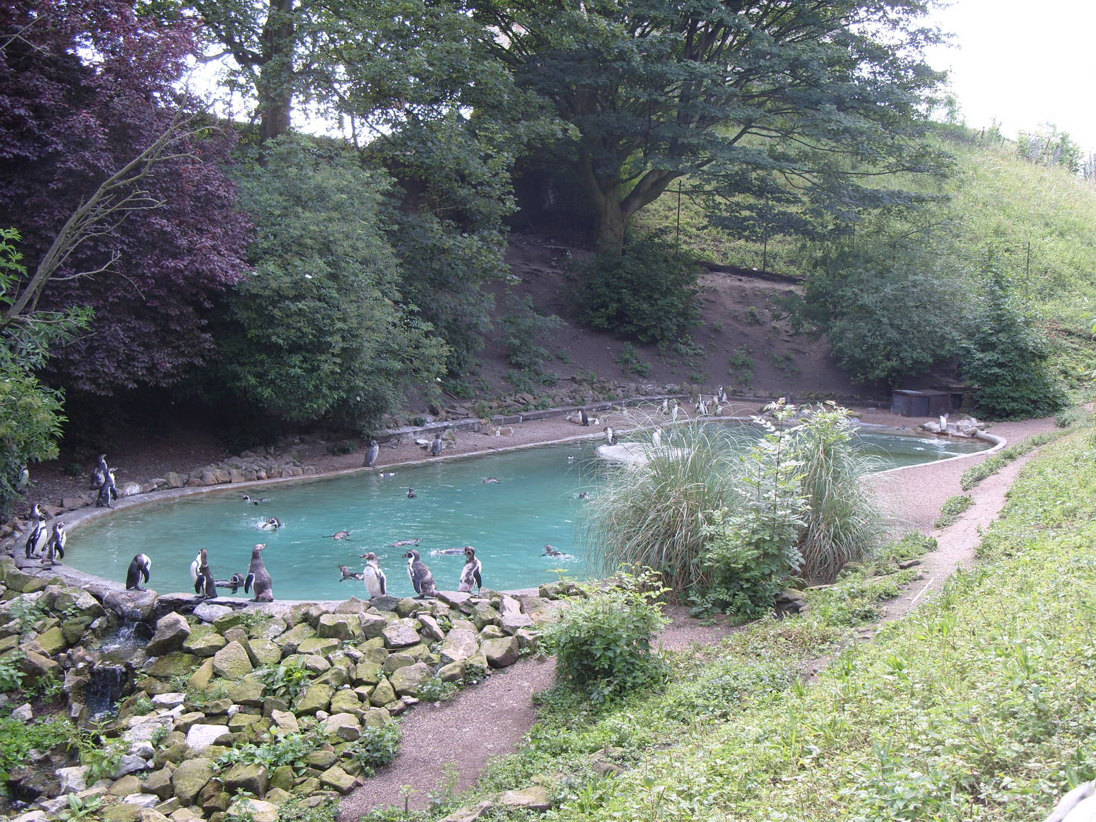 PENGIUN POOL