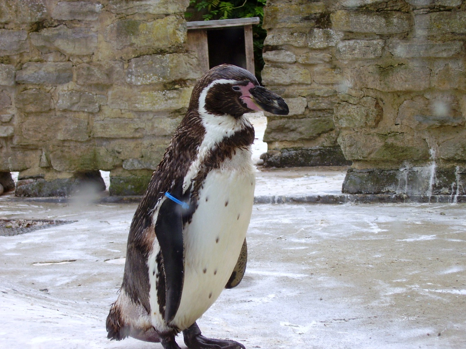 Penguin - 2006