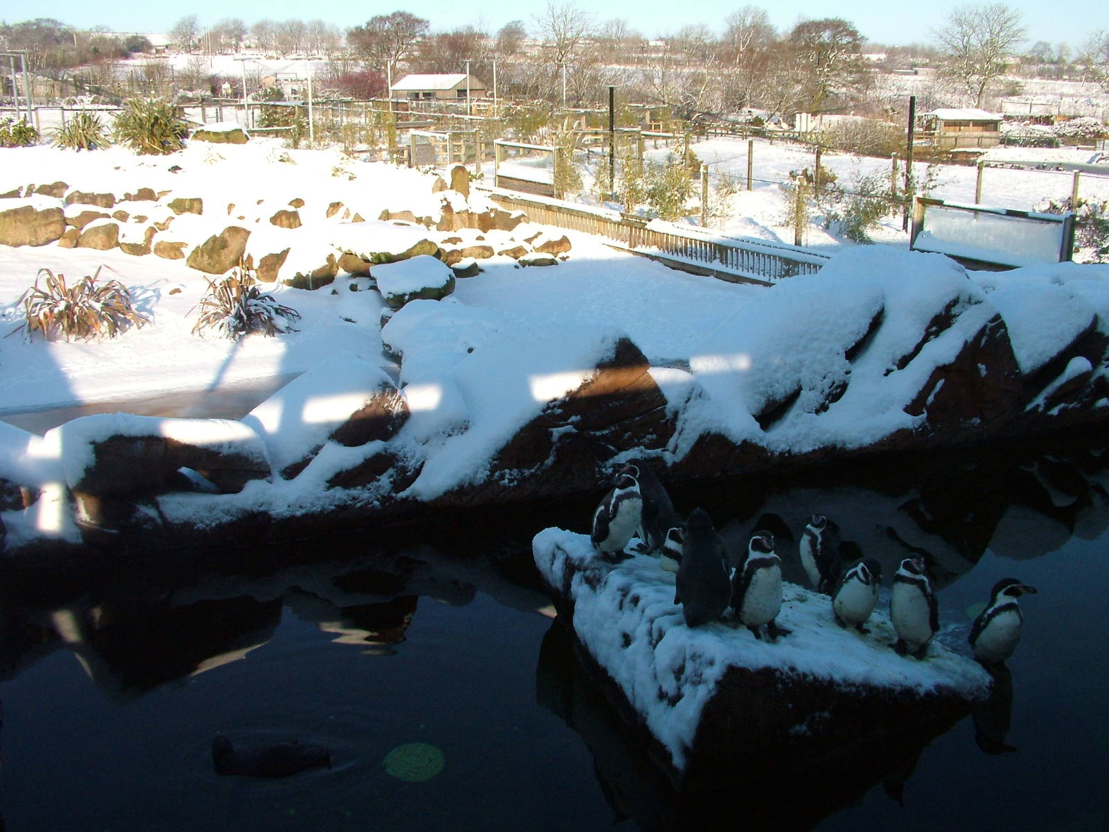 Penguin and Kelp Goose exhibit, Blackbrook in the Snow, 03/01/10