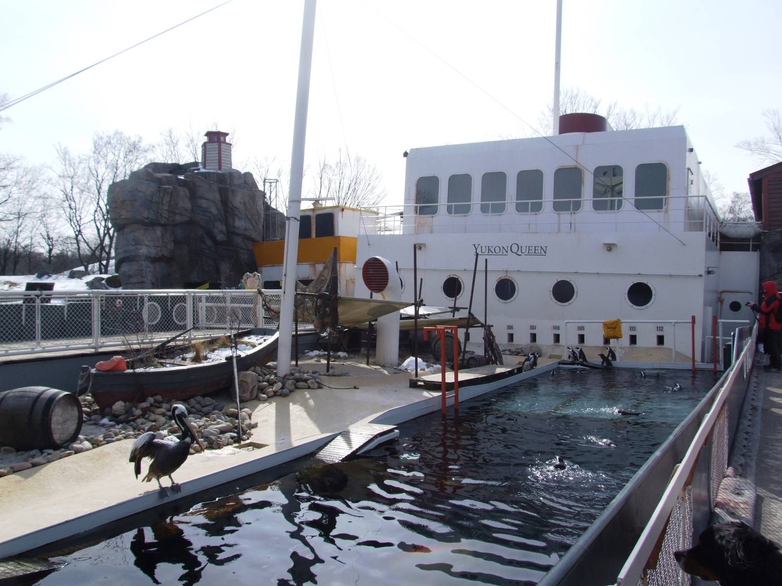 Penguin and Pelican Exhibit at Hannover, 23/03/13