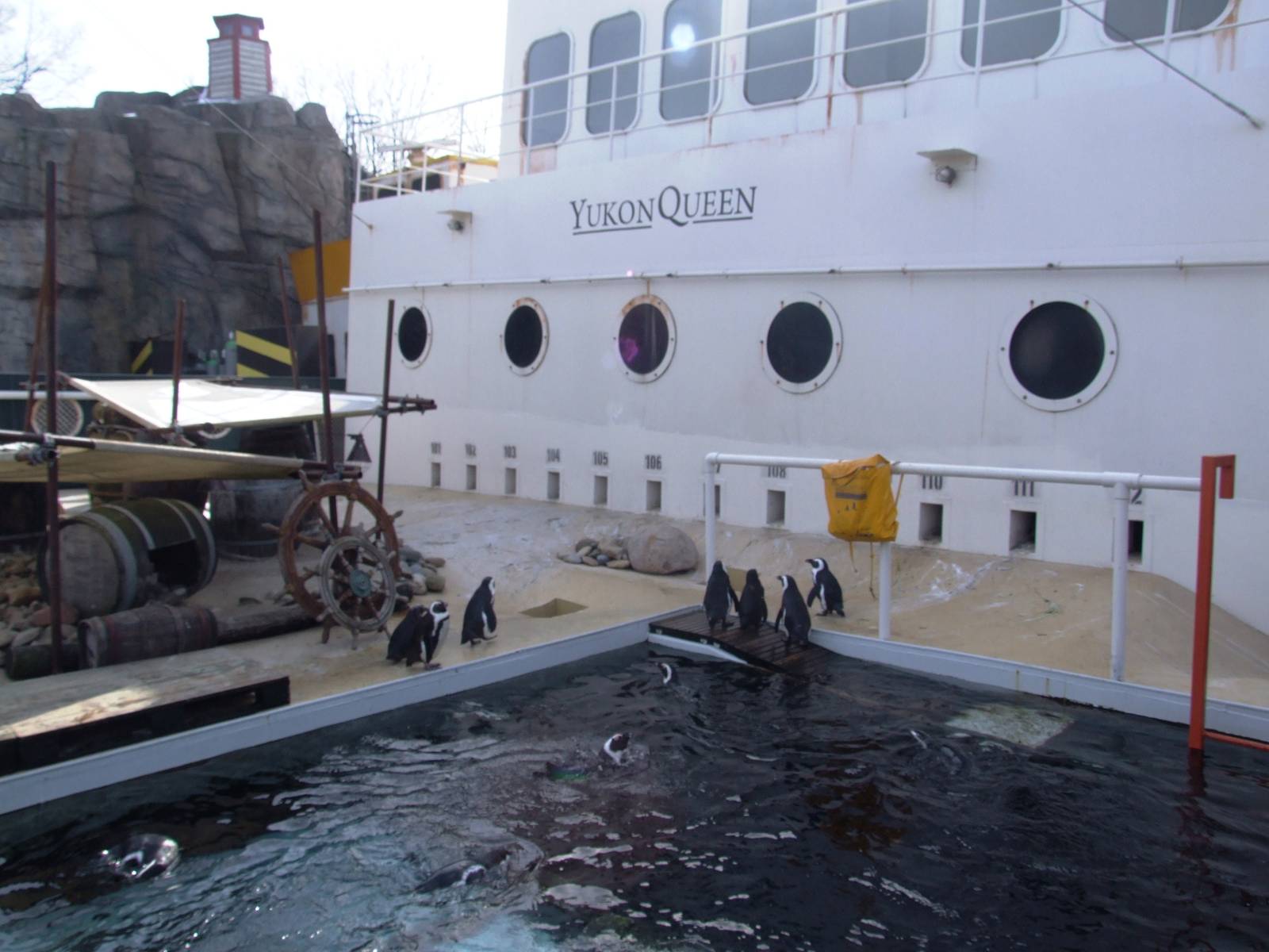 Penguin and Pelican Exhibit at Hannover, 23/03/13