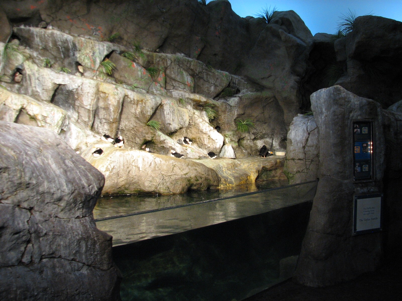 Penguin and Puffin Coast - Arctic Puffin Exhibit