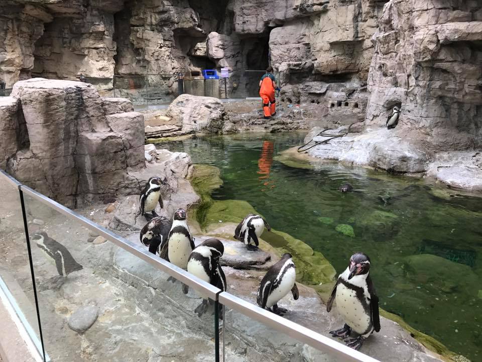 Penguin and Puffin Coast- Humboldt Penguin