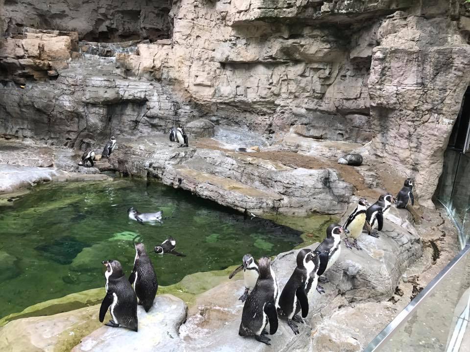 Penguin and Puffin Coast- Humboldt Penguin