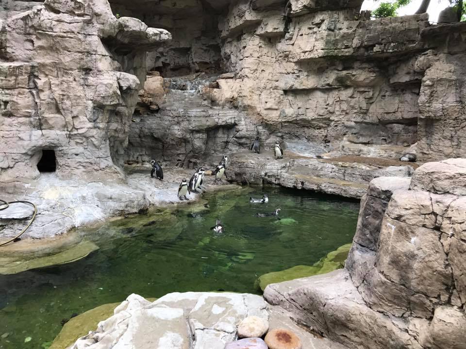 Penguin and Puffin Coast- Humboldt Penguin