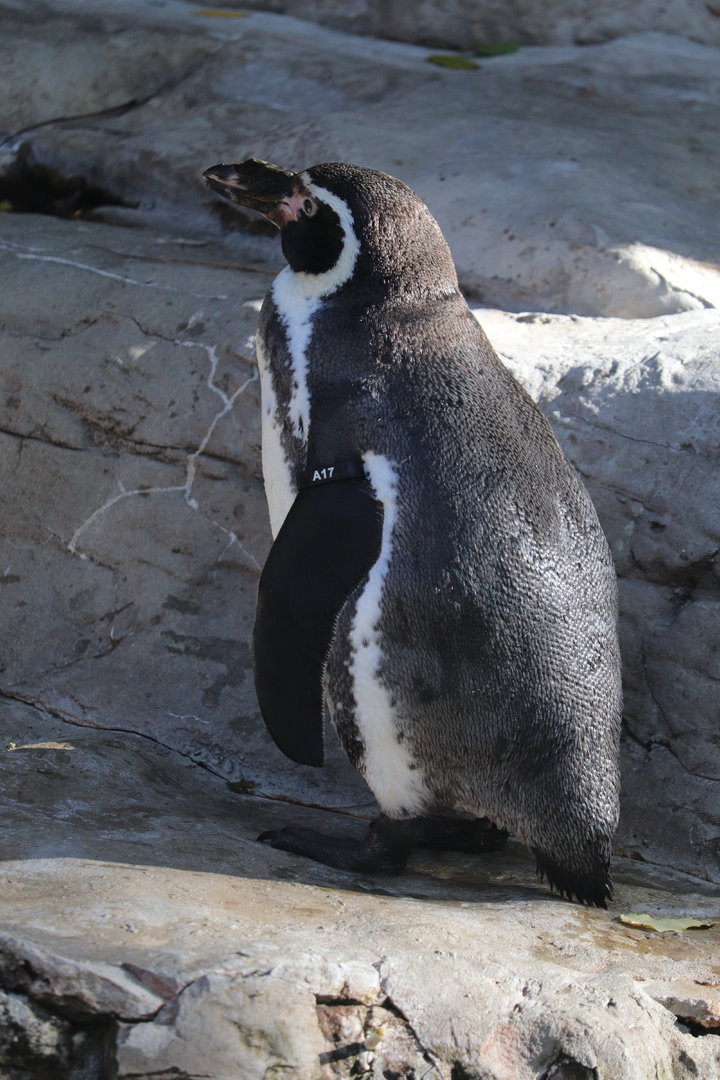 Penguin and Puffin Coast - Humboldt Penguin