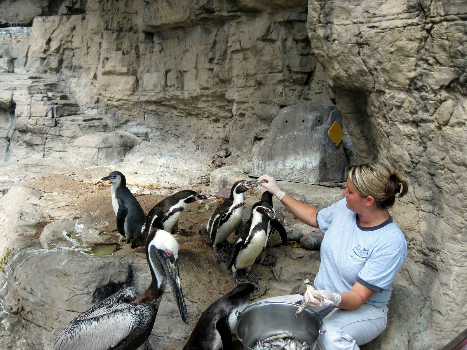 Penguin and Puffin Coast-Humboldt Penguins and Brown Pelican