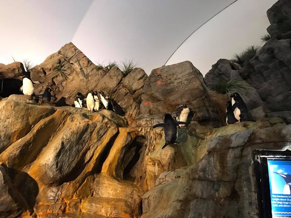 Penguin and Puffin Coast