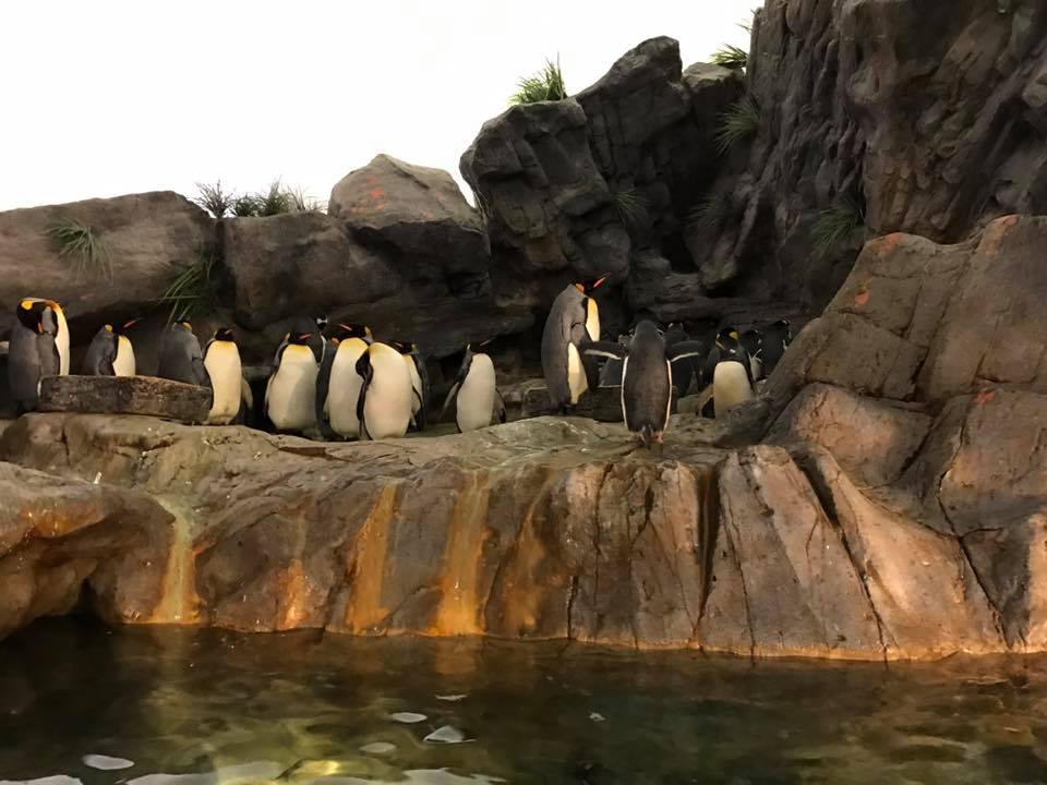 Penguin and Puffin Coast