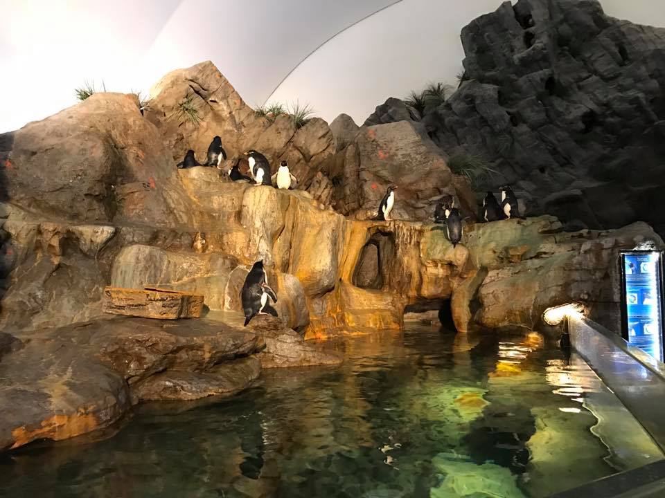 Penguin and Puffin Coast