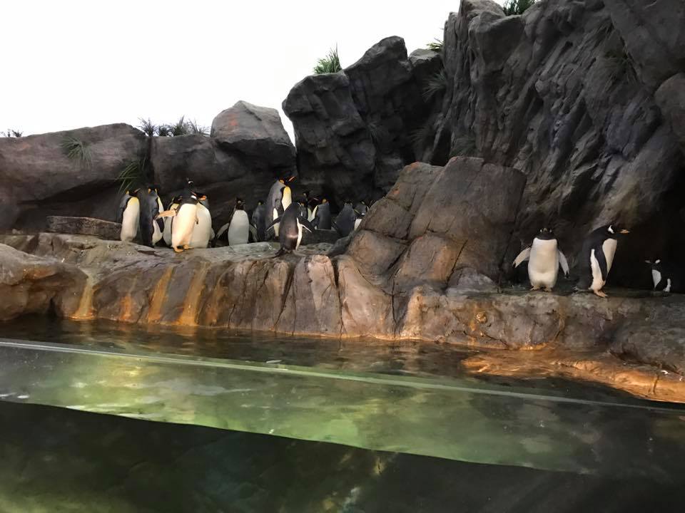 Penguin and Puffin Coast