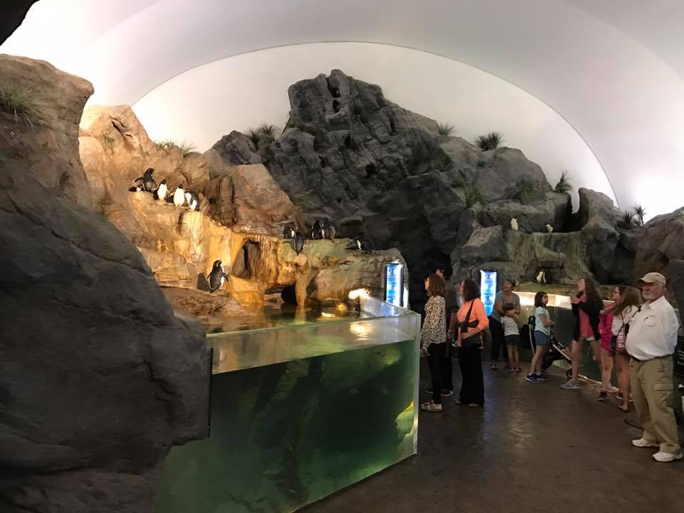 Penguin and Puffin Coast