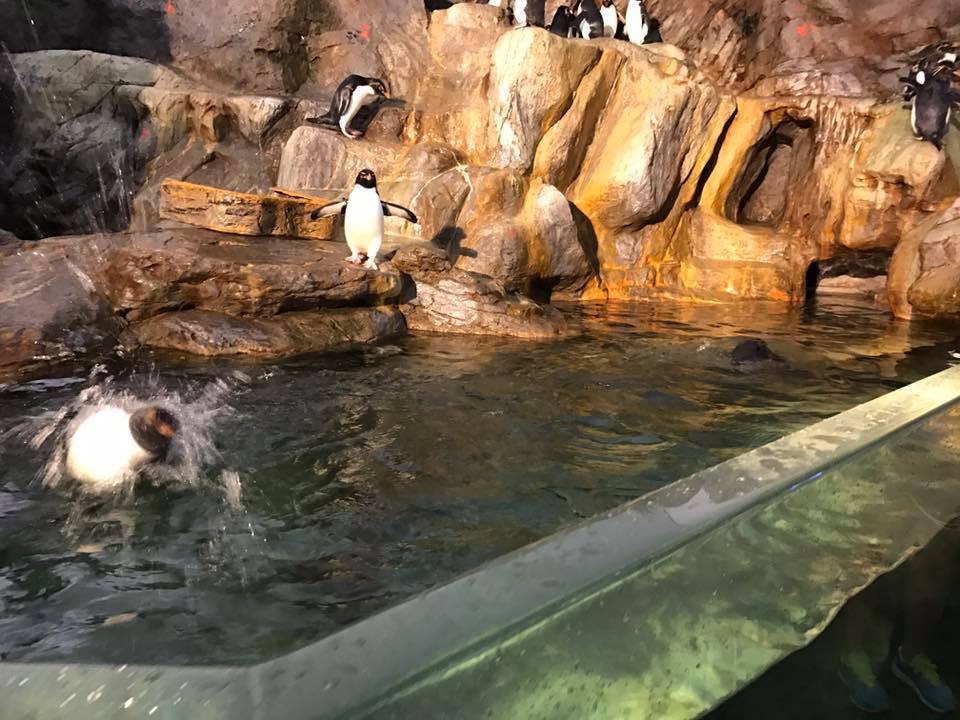 Penguin and Puffin Coast