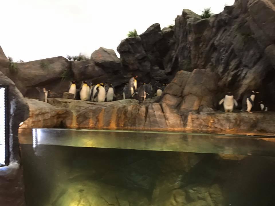 Penguin and Puffin Coast