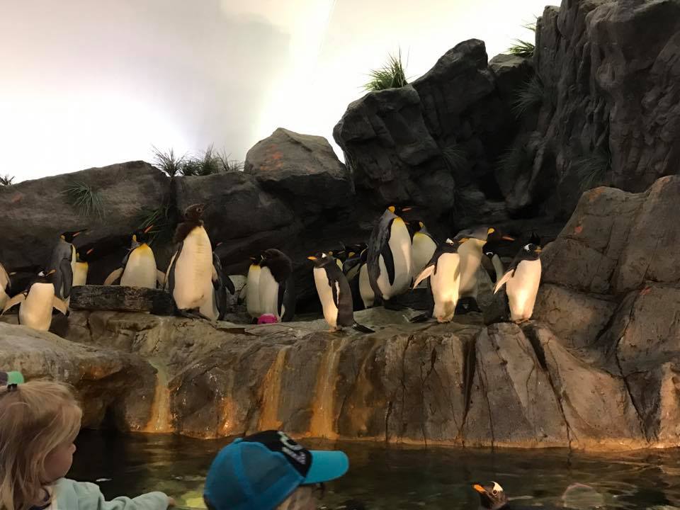 Penguin and Puffin Coast