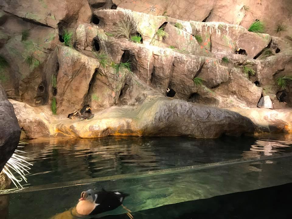 Penguin and Puffin Coast