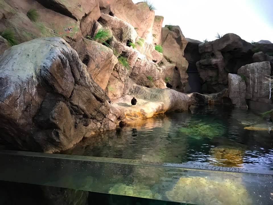 Penguin and Puffin Coast