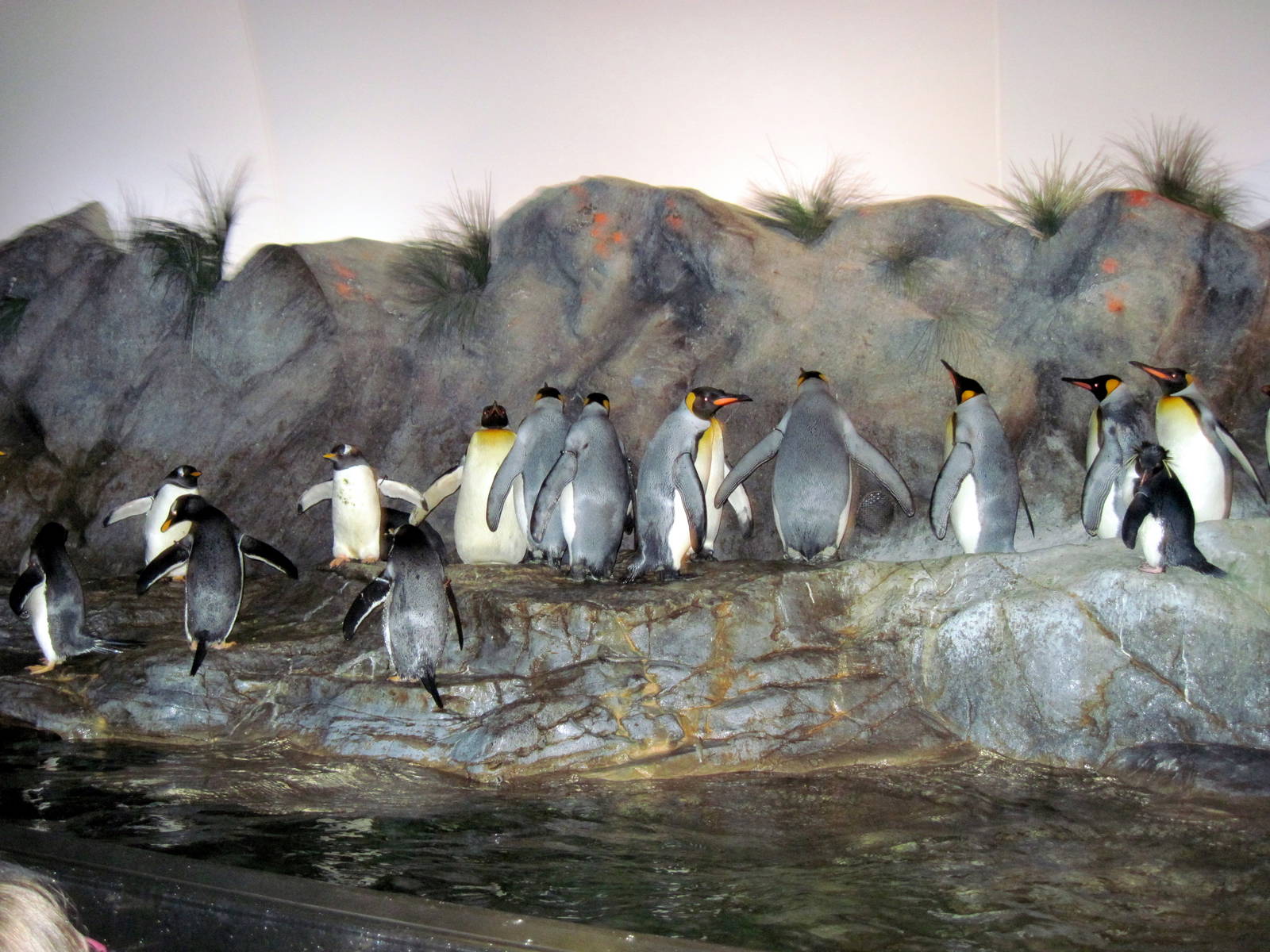 Penguin and Puffin Cove-Penguins