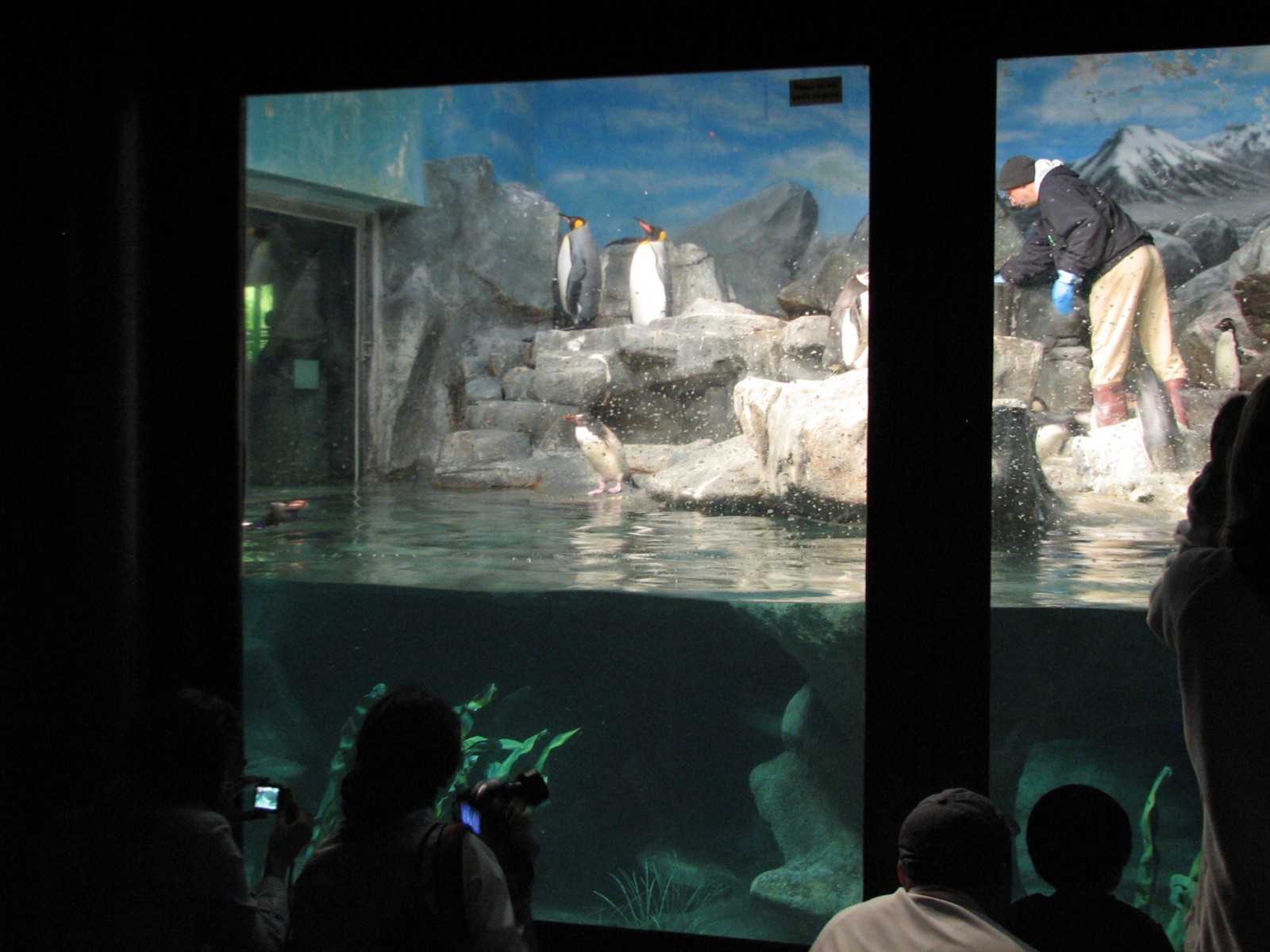 Penguin and Seabird House - Penguin Exhibit