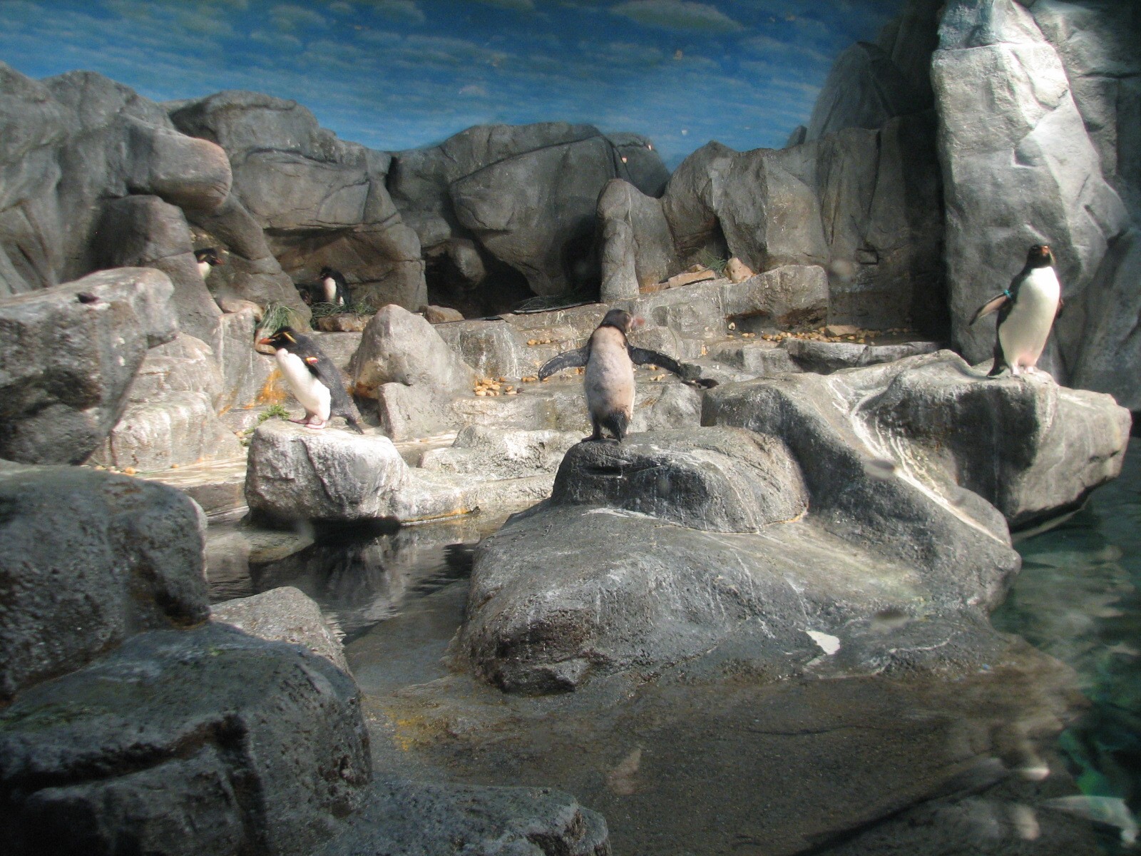 Penguin and Seabird House - Penguin Exhibit