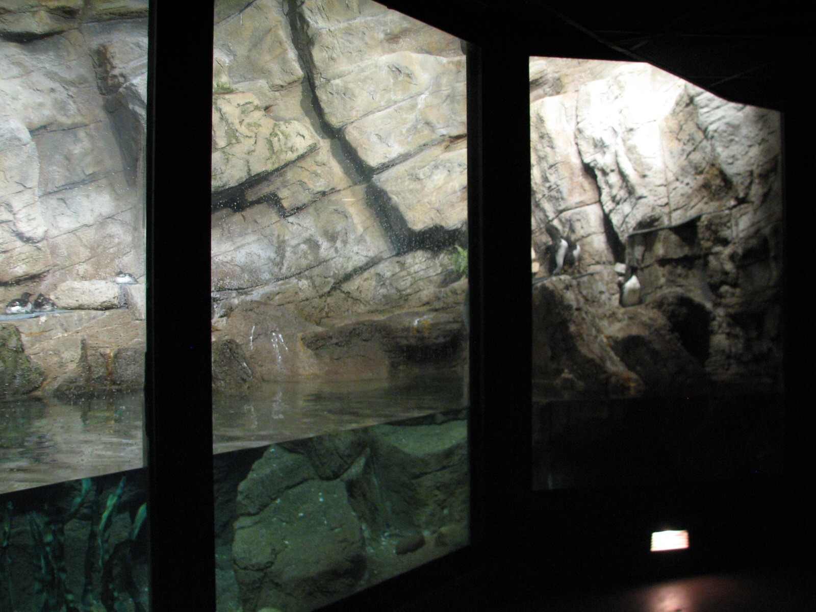 Penguin and Seabird House - Seabird Exhibit