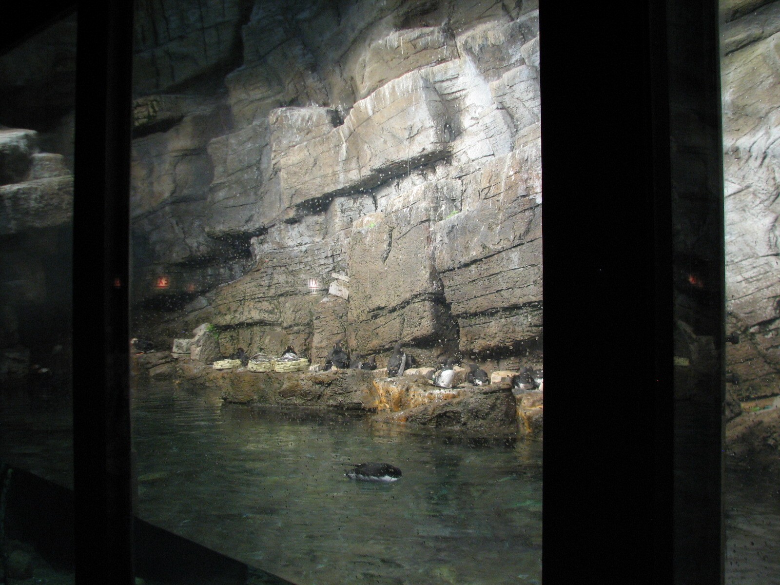 Penguin and Seabird House - Seabird Exhibit