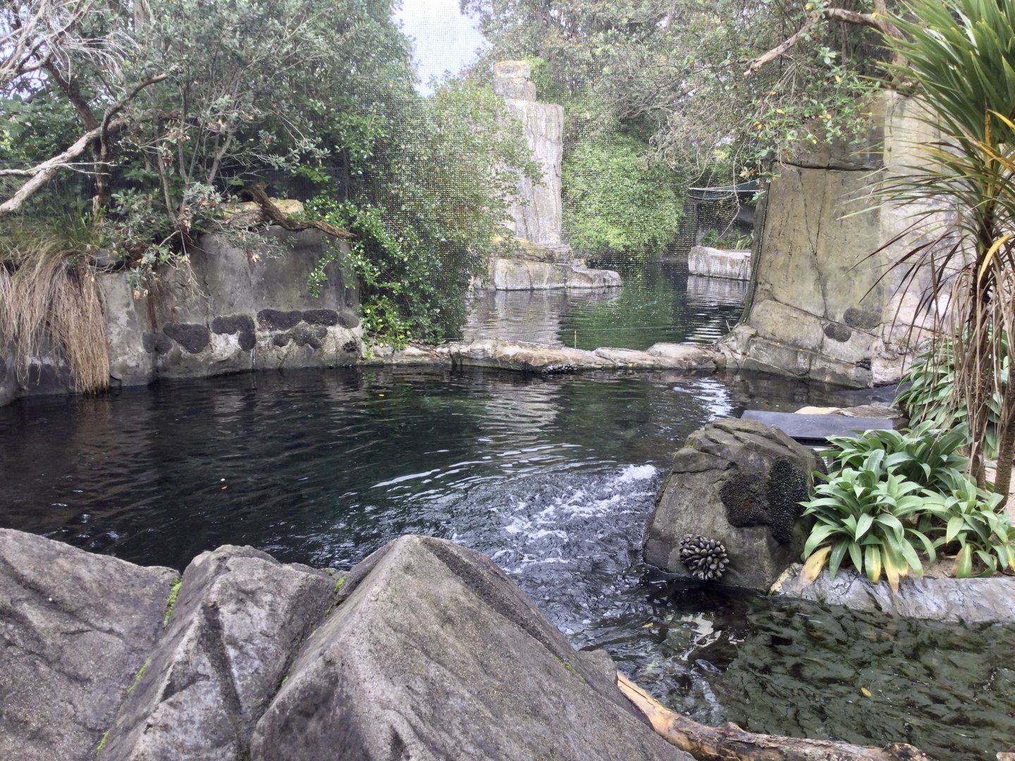 Penguin and Seal Pools (Dividing Wall)