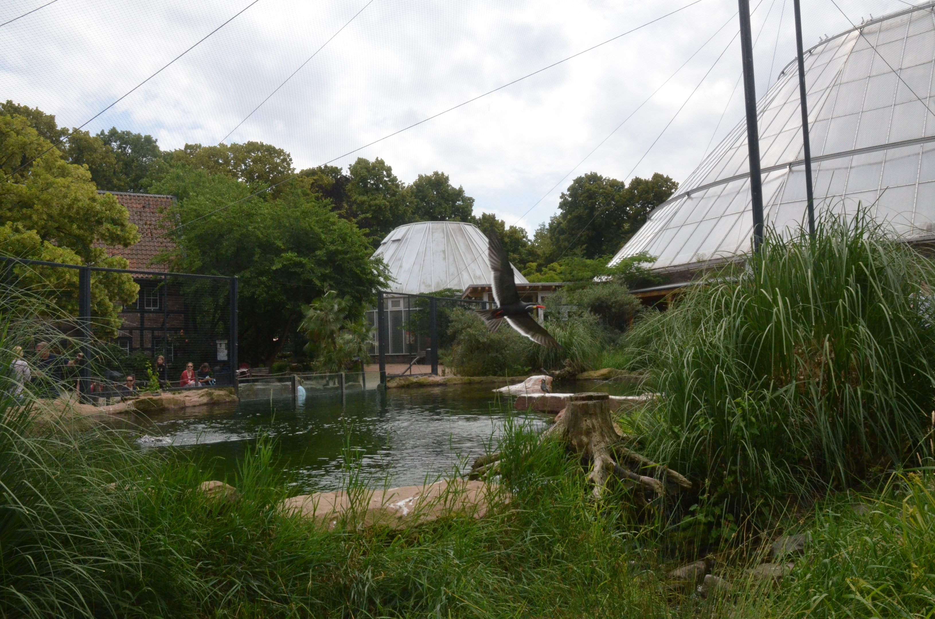 Penguin and Tern Aviary at Krefeld, 15/06/19
