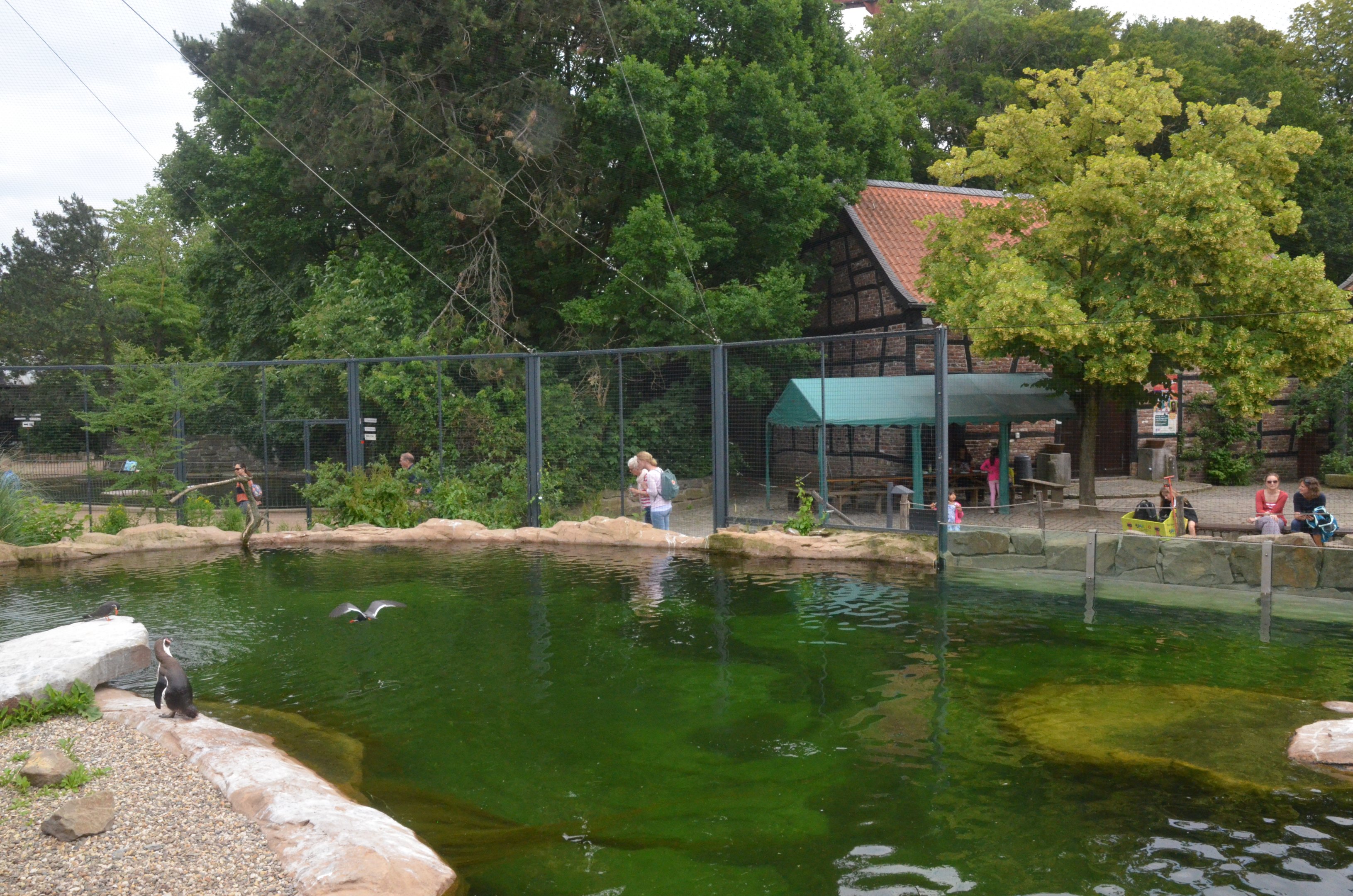 Penguin and Tern Aviary at Krefeld, 15/06/19