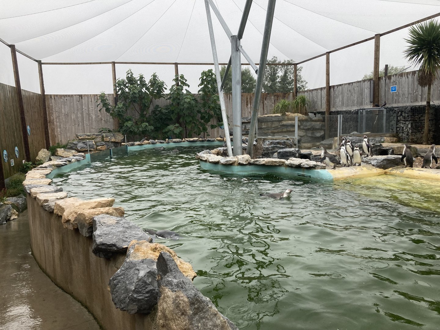 Penguin and Tern enclosure