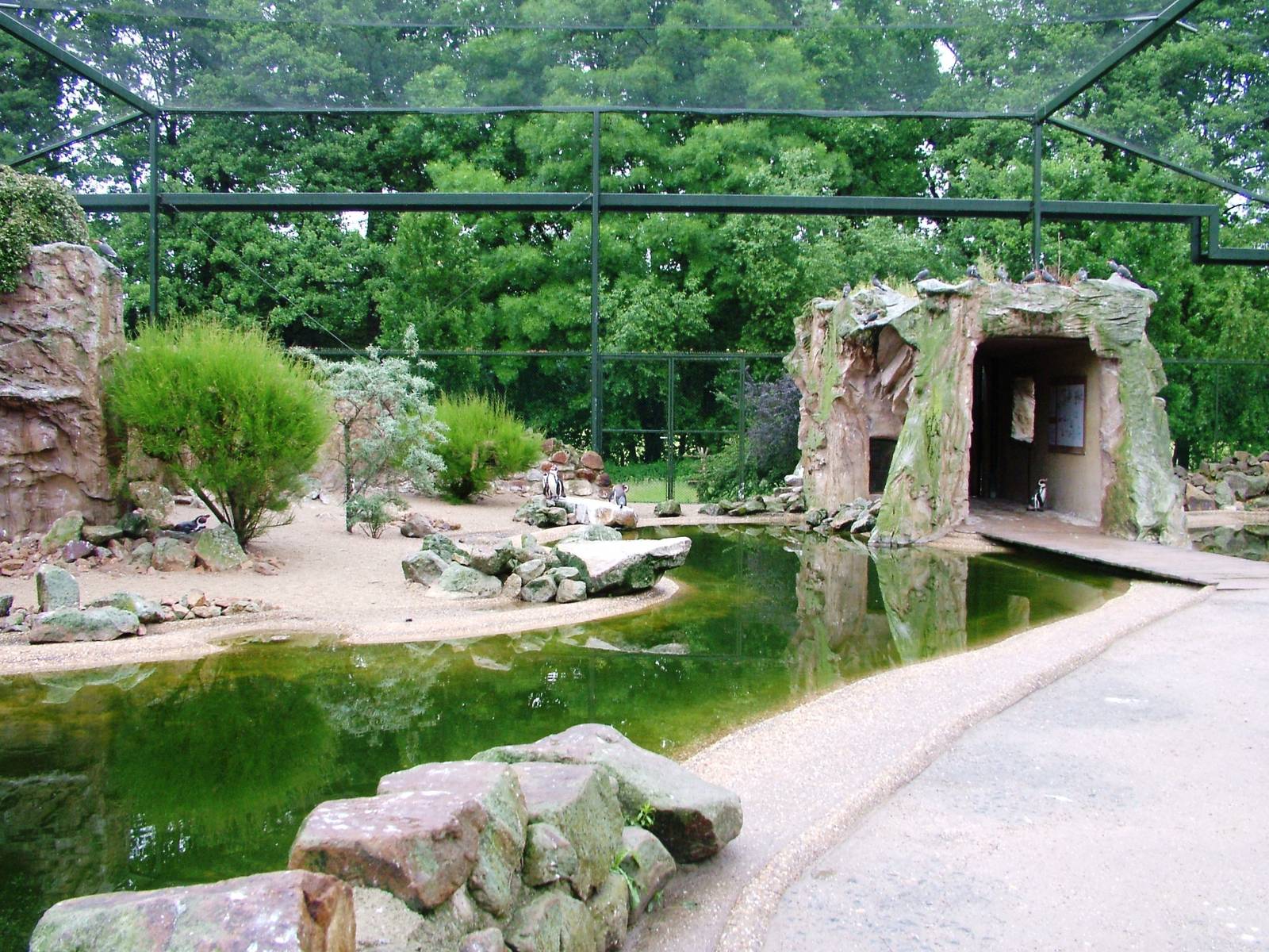 Penguin and Tern Exhibit at Rheine, 03/06/12