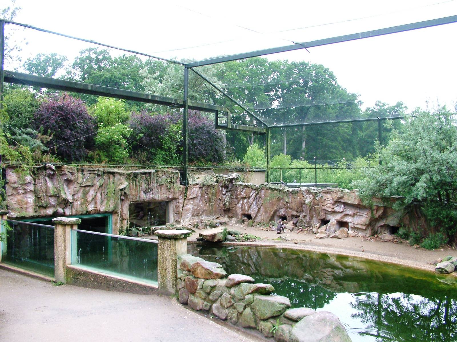 Penguin and Tern Exhibit at Rheine, 03/06/12