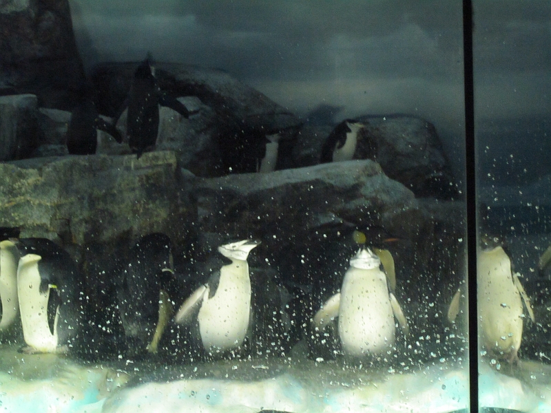 Penguin aquarium
