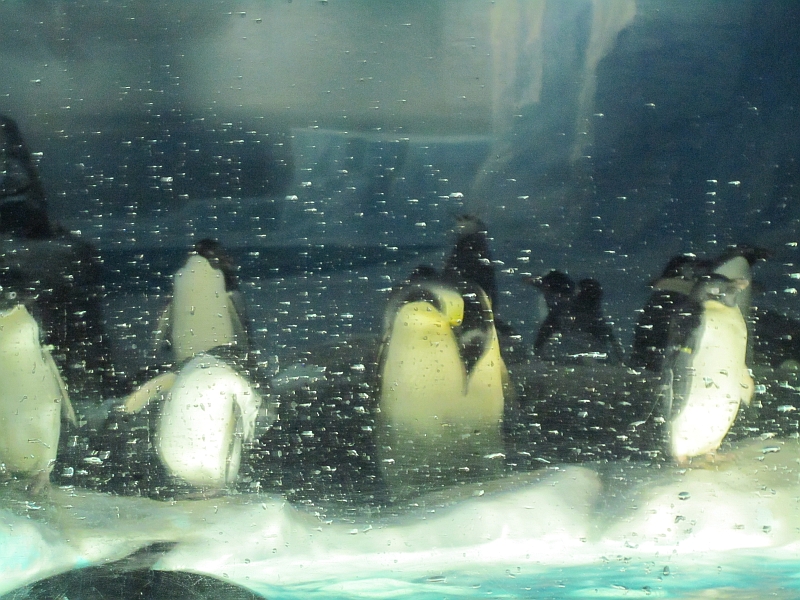 Penguin aquarium