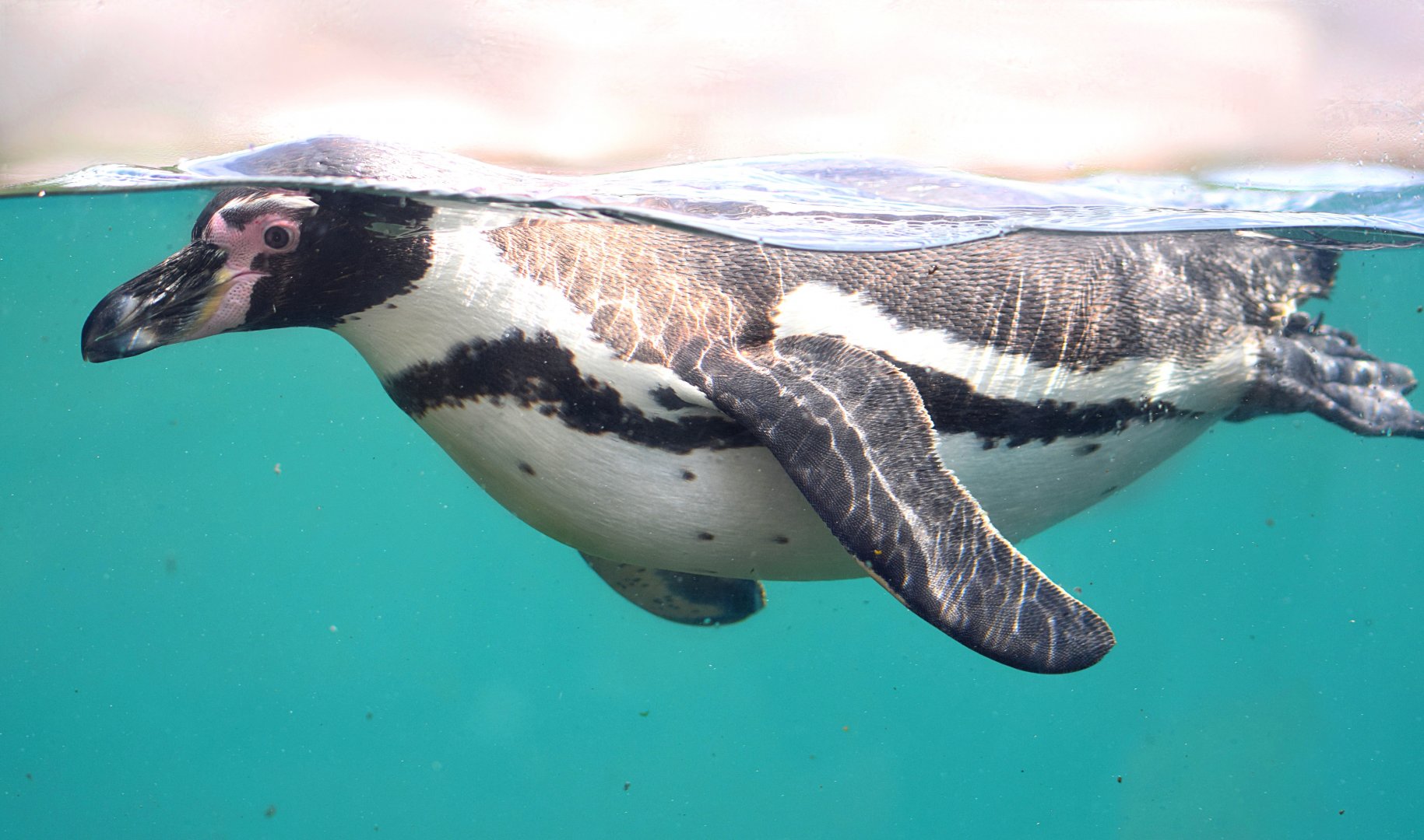 Penguin at Chester Zoo